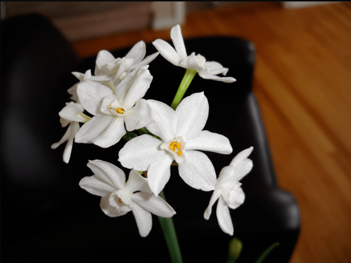 Forcing Paperwhites to Bloom in Winter
