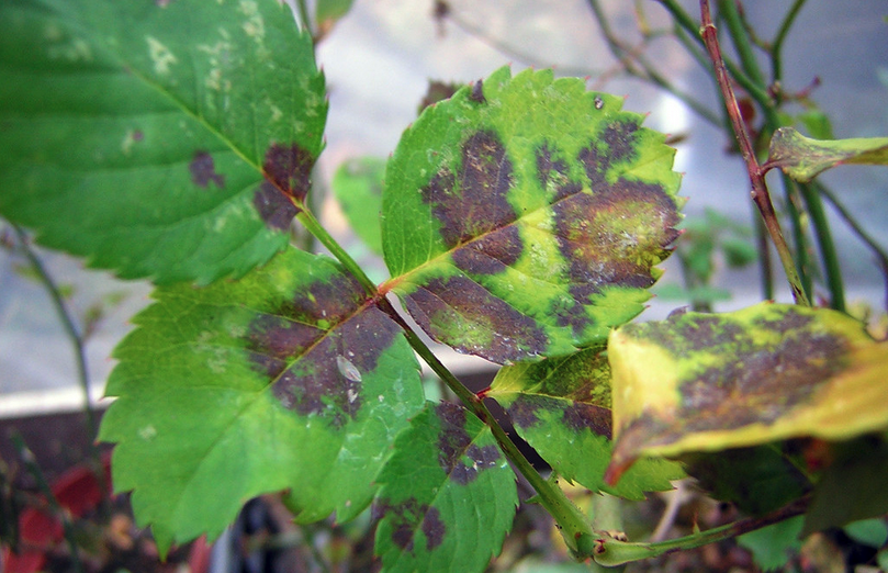 Dealing with Rose Diseases