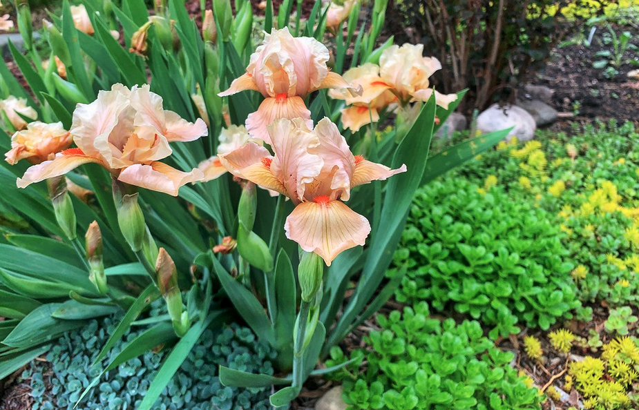 4 Easy Tips for Getting Started with a Flower Garden
