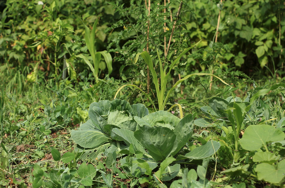 Reducing Gardening’s Impact on the Environment.
